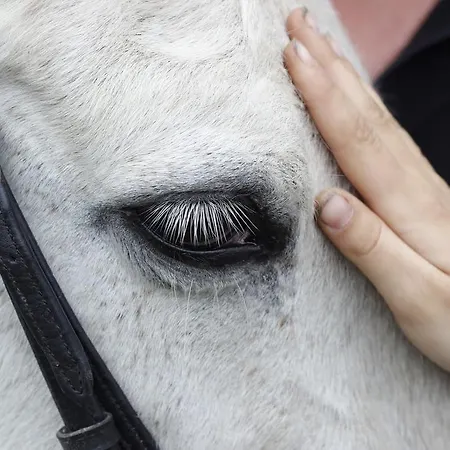 斯塔特里斯堪迪赫斯特公寓式酒店