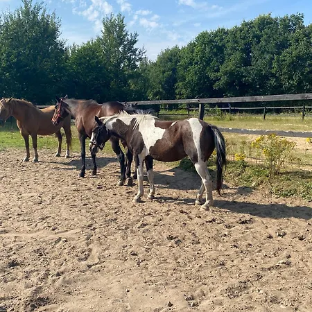 Κατάλυμα σε φάρμα Stutteri Skandihest