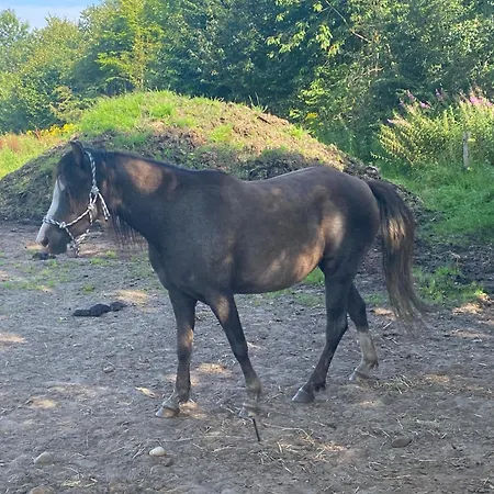 Stutteri Skandihest Κατάλυμα σε φάρμα Billund