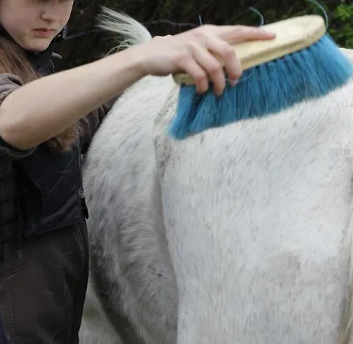 Alloggio per agriturismo Stutteri Skandihest