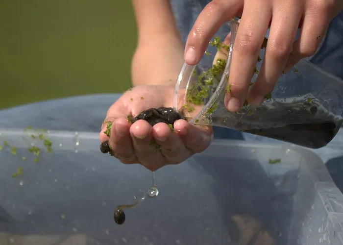 Lantgård Stutteri Skandihest Billund