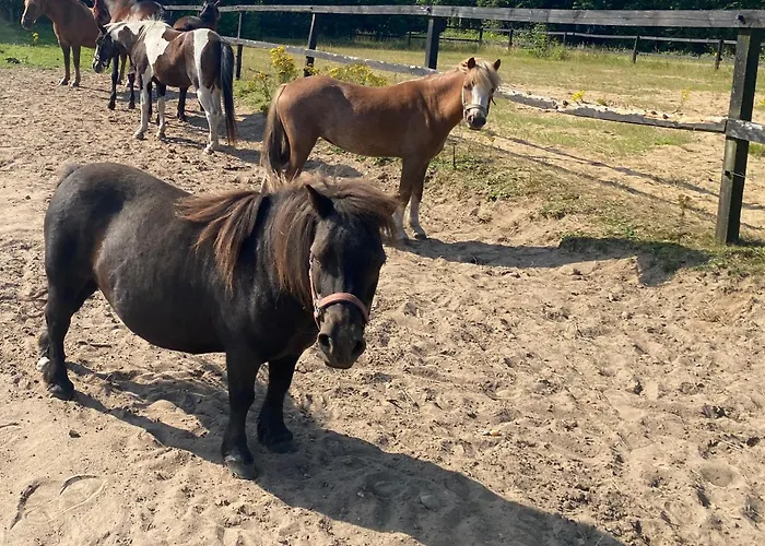 Stutteri Skandihest Alloggio per agriturismo