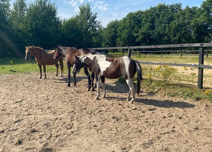 Alloggio per agriturismo Stutteri Skandihest