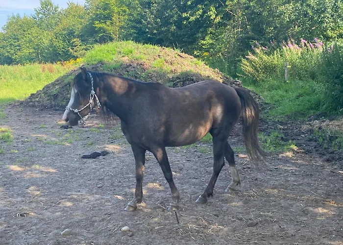 Stutteri Skandihest Feriegård Billund