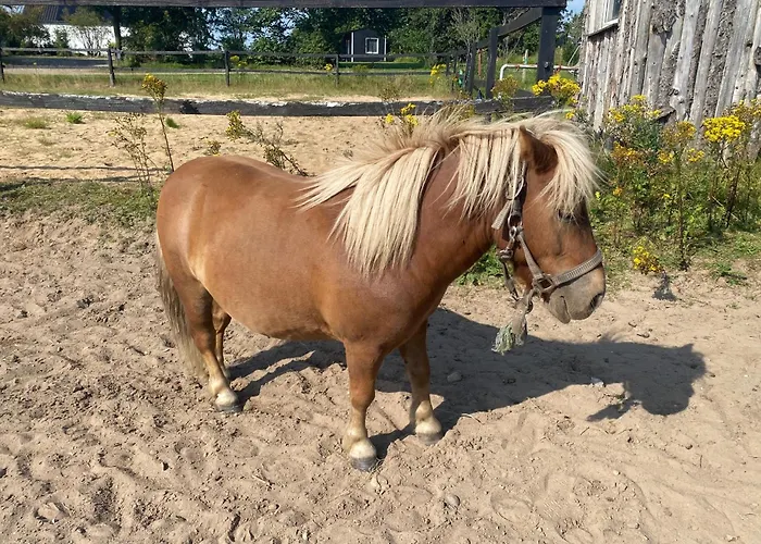 Stutteri Skandihest Billund